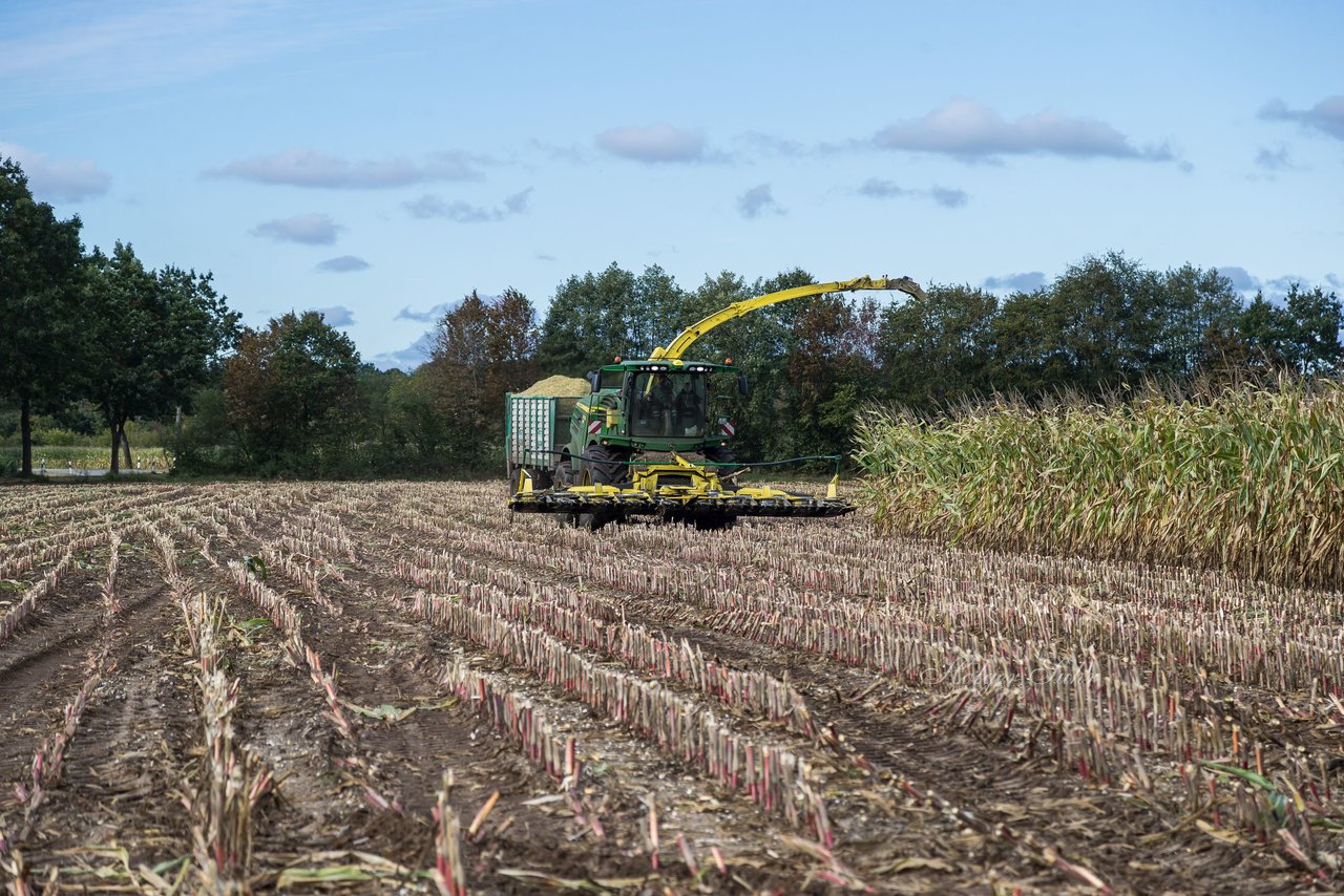 Bild 175 - Maisernte